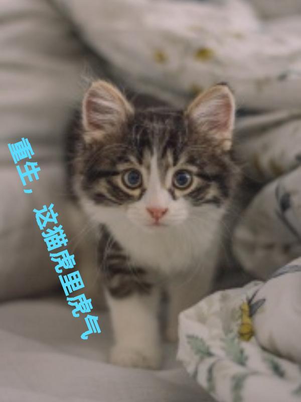 这猫虎里虎气