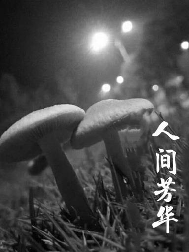 芳华人间歌曲