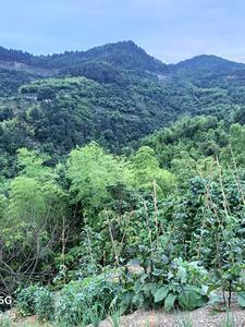 风水先生在都市